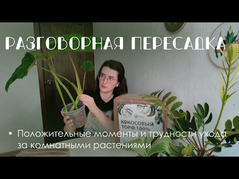 Видео: Разговорная пересадка: плюсы и минусы комнатных растений как хобби.