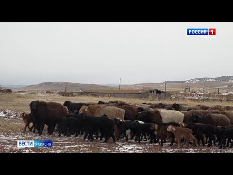 Видео: В овцеводческих хозяйствах идёт окот