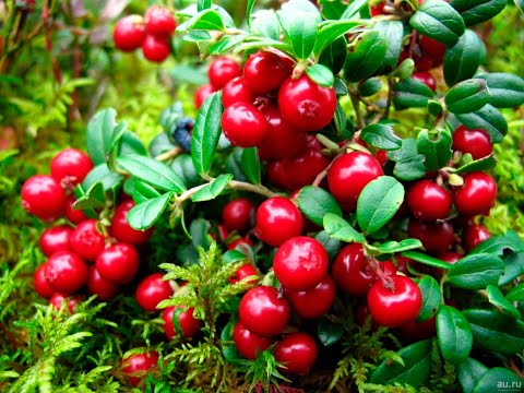 Видео: Клюква, брусника. Сок из сибирских ягод. Вкусные и полезные витамины.