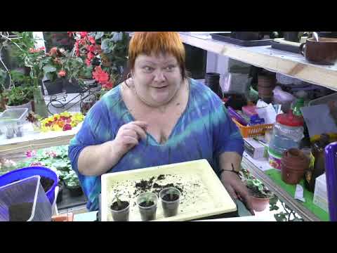 Видео: пикировка сеянцев адениума