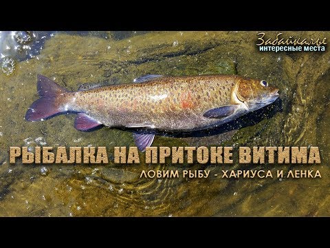 Видео: Интересные места Забайкалья. Рыбалка на реке, притоке Витима. Ловим рыбу - хариуса и ленка