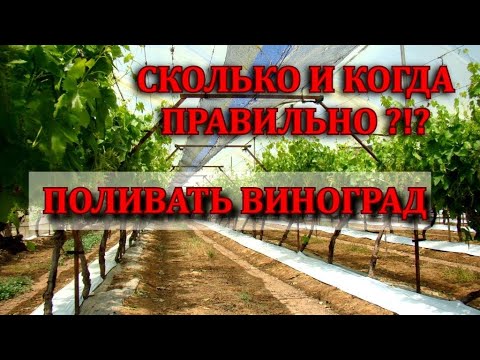 Видео: РАЗБИРАЕМ ПОЛИВ ВИНОГРАДА ЛЕТОМ, НОРМЫ ПОЛИВА И НЮАНСЫ