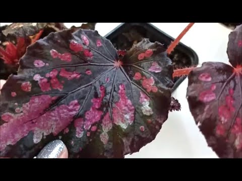 Видео: Взрослые  🌺 БЕГОНИИ 🌺 НАЗВАНИЯ СОРТОВ / часть 2 / ЗНАКОМЬТЕСЬ ‼️
