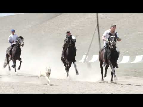 Видео: ат чабыш ролик