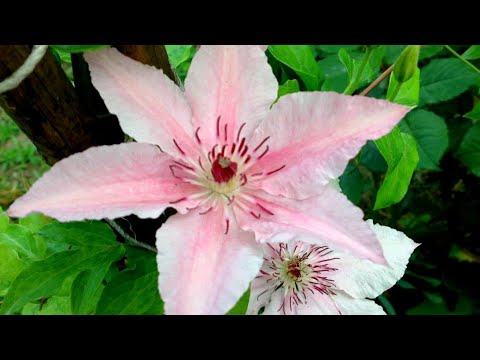 Видео: ПОСЛЕ ТАКИХ ПОДКОРМОК БЫСТРО РАЗВИВАЕТСЯ  МОЩНАЯ  КОРНЕВАЯ СИСТЕМА ЧЕРЕНКОВ КЛЕМАТИСОВ .ОБЗОР. УХОД