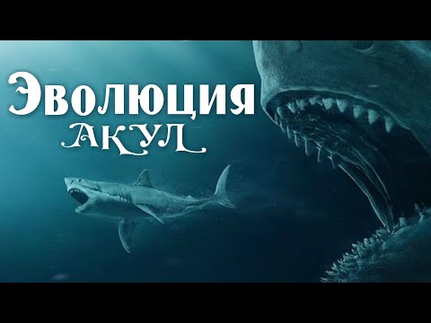 Видео: Эволюция акул | Познавательное видео