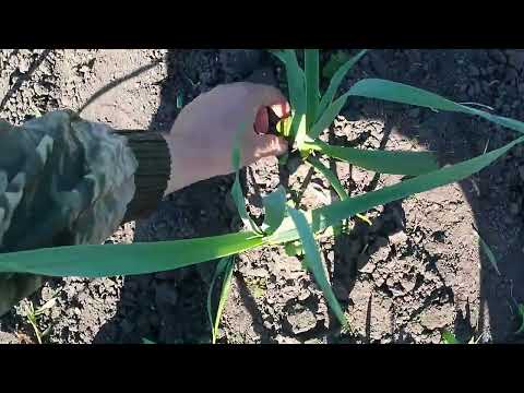 Видео: 18 мая 2025 года. Вторая междурядная обработка чеснока мотоблоком.