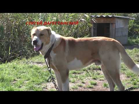 Видео: В гостях у Мовсеса