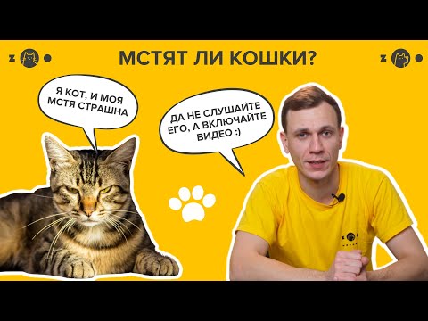 Видео: МСТЯТ ЛИ КОШКИ?
