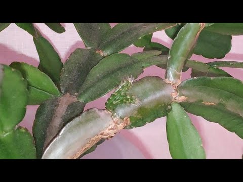 Видео: 01.02.23. мои Гиппеаструмы после цветения..декабристы и фиалки..и даже примула😁