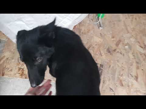 Видео: Утро! Кормим нашего щенка! Думаем как лучше назвать собаку