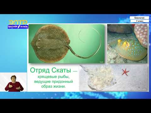 Видео: 7-класс | Биология | Подтип черепные. Класс Рыбы.