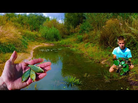 Видео: Пруд на даче летом с красивыми кувшинками и рыбками!