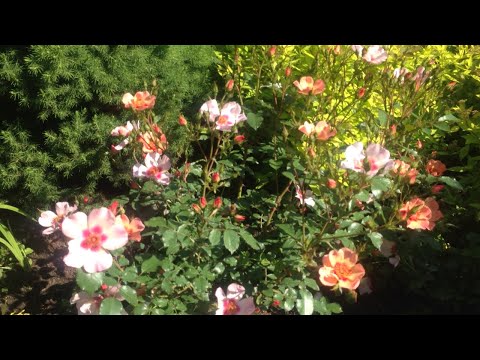 Видео: Розы в моем саду. Начало цветения.