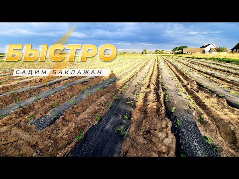Видео: высадка БАКЛАЖАНА в открытый грунт 2022
