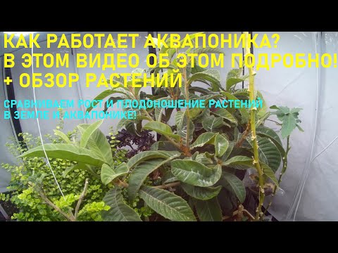 Видео: Как работает аквапоника - подробно, и обзор растений