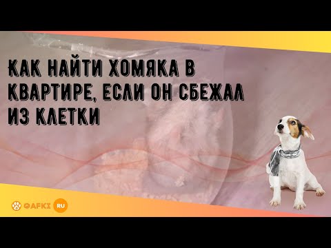 Видео: Как найти хомяка в квартире, если он сбежал из клетки