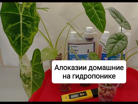 Видео: Алоказии домашние на гидропонике