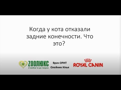 Видео: У кота отказали задние конечности.Доврачебная помощь собакам в экстренных ситуациях. Вебинар.