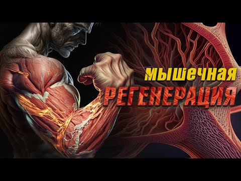 Видео: Как ускорить Регенерацию Мышц (Восстановление Мышечной Ткани)