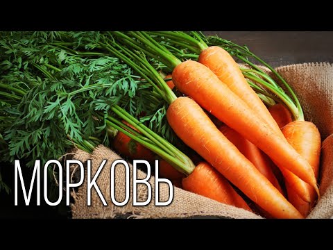 Видео: Морковь: "Королева" овощей | Интересные факты про морковь