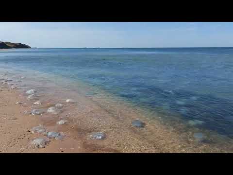 Видео: ПЛЯЖ ГДЕ ПОЛНО МЕДУЗ, НЕ КУЧУГУРЫ