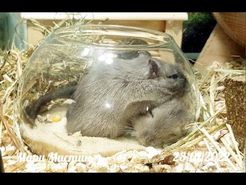 Видео: Милашки песчанки очаровашки спят в песочнице )))