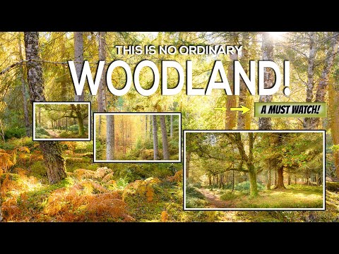 Видео: Невероятный лесной массив, который должен посетить каждый фотограф!
