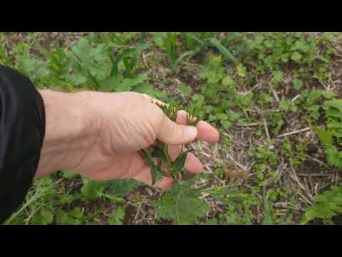 Видео: Покровные культуры . No-till 07.11.2025