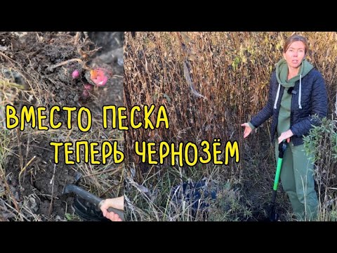 Видео: Я В ШОКЕ! ЭТО РАСТЕНИЕ ДЕЛАЕТ ИЗ ПЕСКА ЧЕРНОЗЁМ