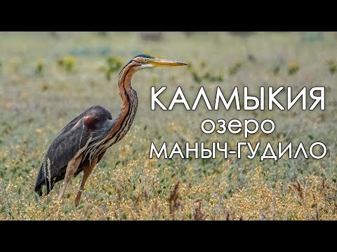 Видео: Озеро Маныч-Гудило: документальный фильм о птицах