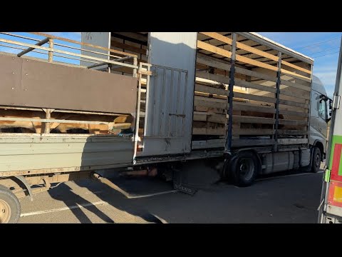 Видео: Продал всех Бычков через весы