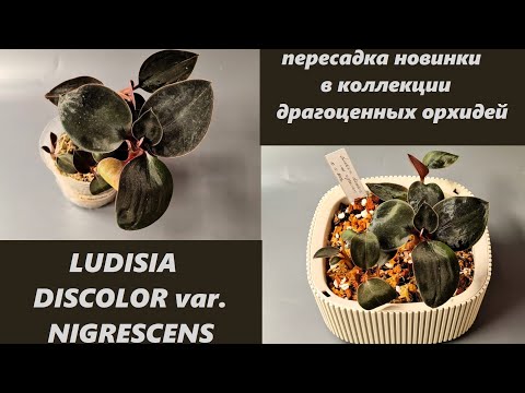 Видео: Новинка! Новая драгоценная орхидея Ludisia discolor var. nigrescens - подробное видео о пересадке