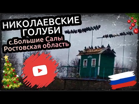 Видео: Николаевские голуби у Паши с.Большие Салы Ростовская область 2025