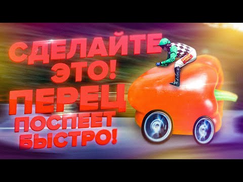 Видео: СДЕЛАЙТЕ ЭТО! ПЕРЕЦ ПОСПЕЕТ БЫСТРО! ПОЧЕМУ СЛАДКИЙ ПЕРЕЦ СТАЛ ГОРЬКИМ?