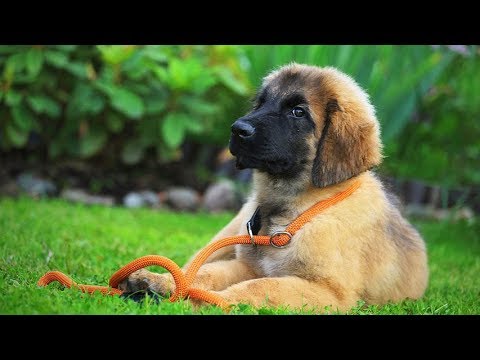 Видео: Идеал компаньона существует – леонбергер