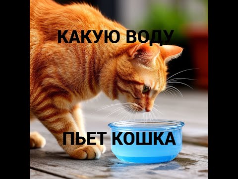 Видео: Какую воду пьет кошка