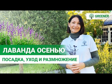 Видео: Секреты выращивания лаванды. Правильная обрезка и осенний уход.