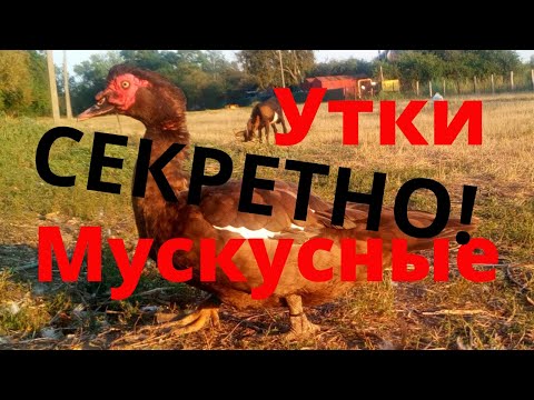 Видео: Секреты кормления мускусных уток тяжелой линии Древесные утки Шипуны Индоутки Сельская Жизнь