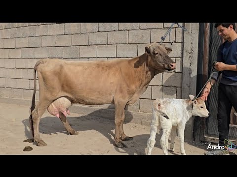 Видео: Гови 12 летр ширдори фуруши Тел: 907.17.23.70.    29.10.2025.г