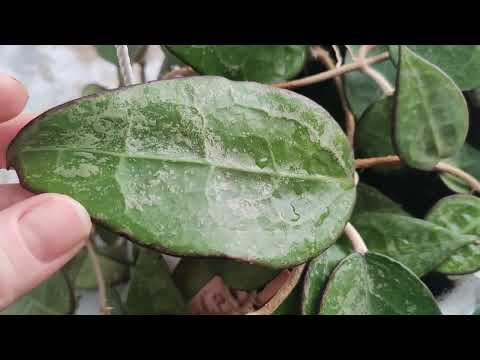 Видео: Хойя Паразитика Блек Эйдж цветение , Hoya Parasitica black Edge      29 марта 2024 г.
