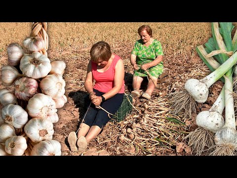 Видео: Плетеный чеснок, с поля на вашу кухню. Культивация, полив и техника обрезки корней