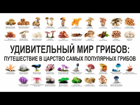 Видео: УДИВИТЕЛЬНЫЙ МИР ГРИБОВ, ПУТЕШЕСТВИЕ В ЦАРСТВО САМЫХ ПОПУЛЯРНЫХ ГРИБОВ