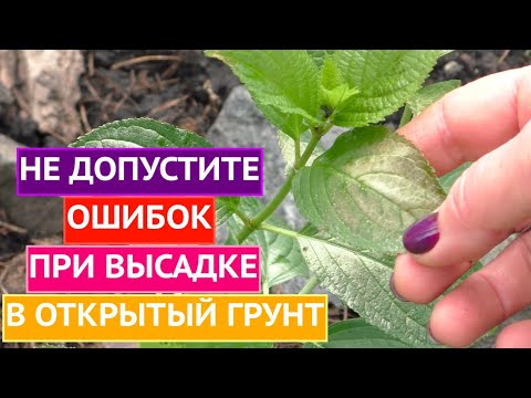 Видео: О ЧЕМ НЕЛЬЗЯ ЗАБЫТЬ ДО И ПОСЛЕ ВЫСАДКИ РАССАДЫ В ОГ!