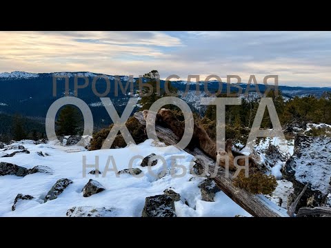 Видео: ПРОМЫСЛОВАЯ ОХОТА В ГОРАХ СИБИРИ | СОБОЛЬ