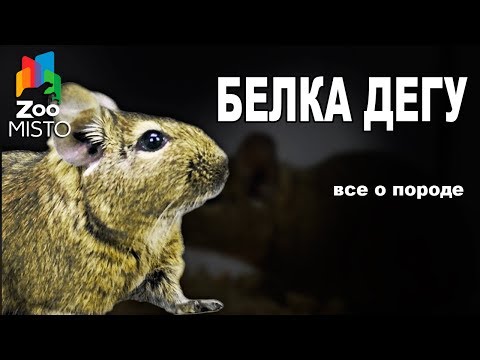 Видео: Белка Дегу - Все о виде грызуна | Вид грызуна - Белка Дегу