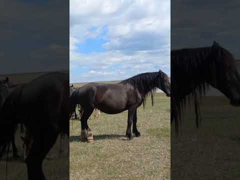 Видео: Абакан🇺🇿🇰🇬👍+79232850050