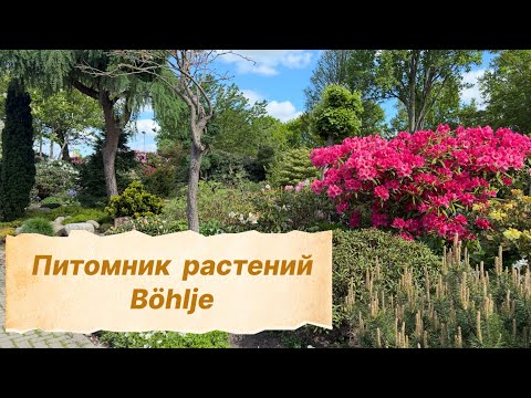 Видео: Питомник растений Böhlje 🌿 ассортимент и цены 🌿 май, 2025