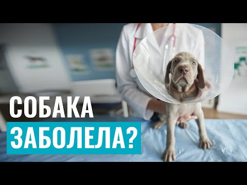 Видео: Как понять, что СОБАКА ЗАБОЛЕЛА? Признаки недомогания у питомца и первая помощь