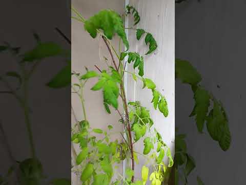 Видео: Огородик 22 июня 2025 г.